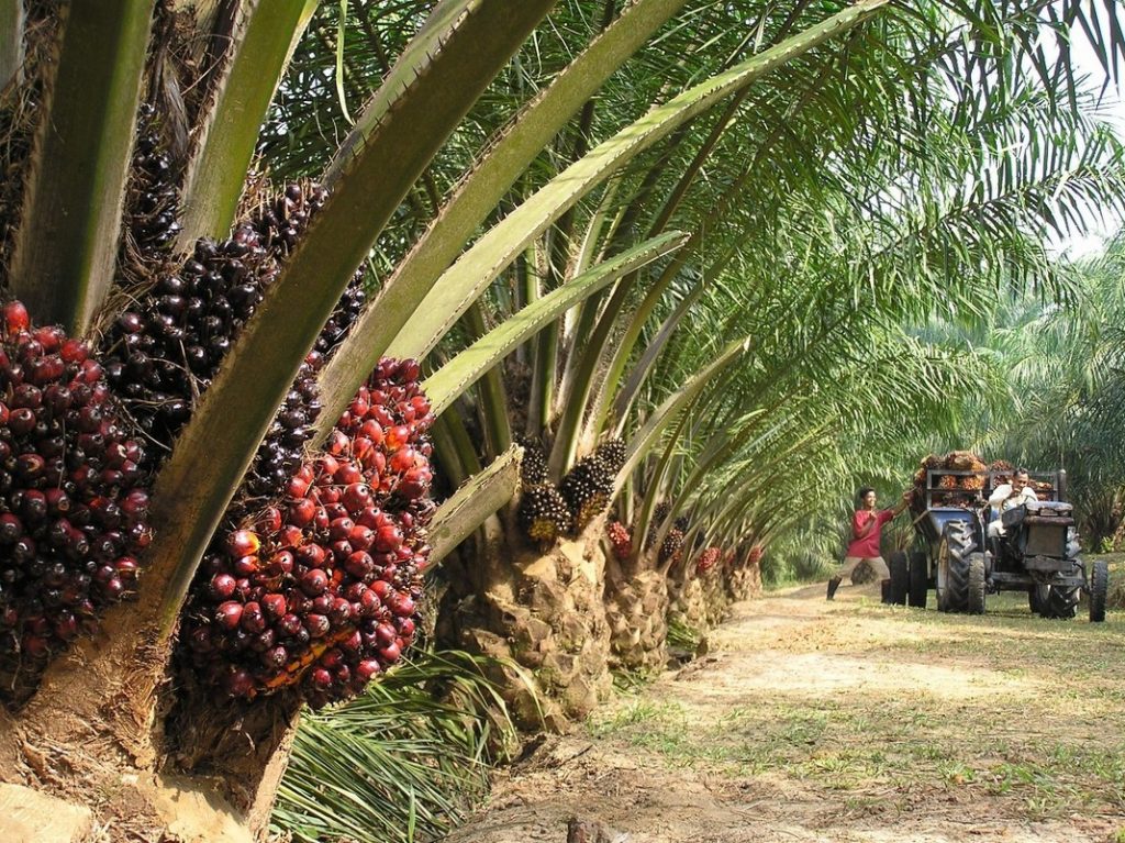 Indonesia oil palm plantation garden